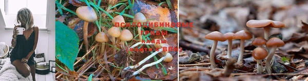 дживик Горняк